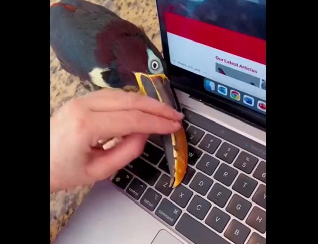 Какие звуки издает счастливый тукан