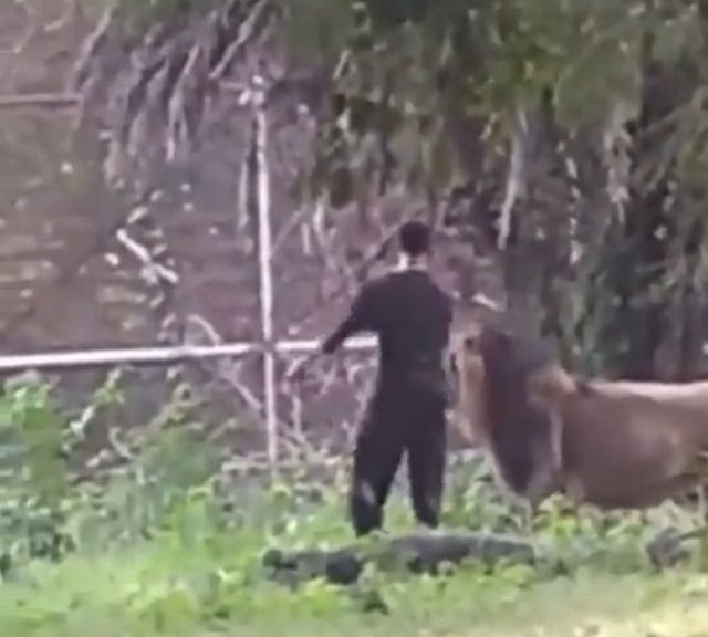 В Дели пьяный парень залез в вольер со львами, чтобы поговорить по душам