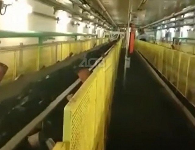 Необычный гость забрел на сахалинский угольный конвейер