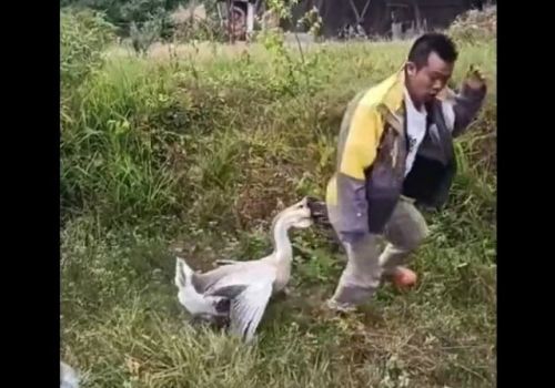 Гусь, с которым лучше не шутить