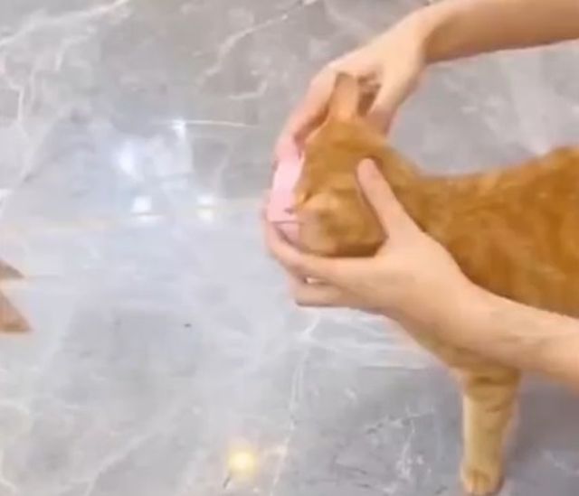 Как занять кота на пару часов