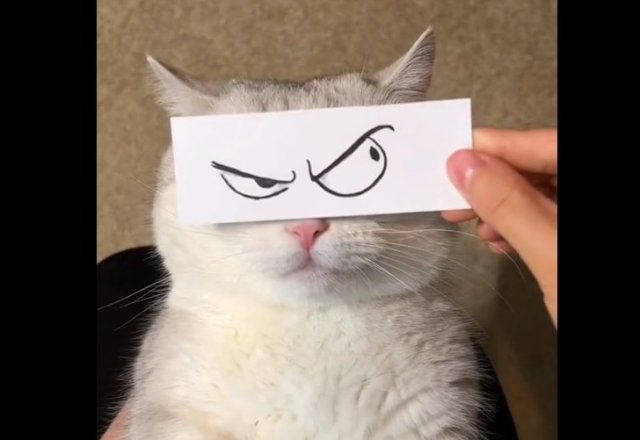 Даже котик еще не проснулся