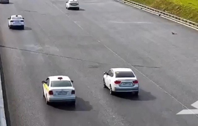 Утка с утятами спровоцировала серьезную аварию из 11 машин