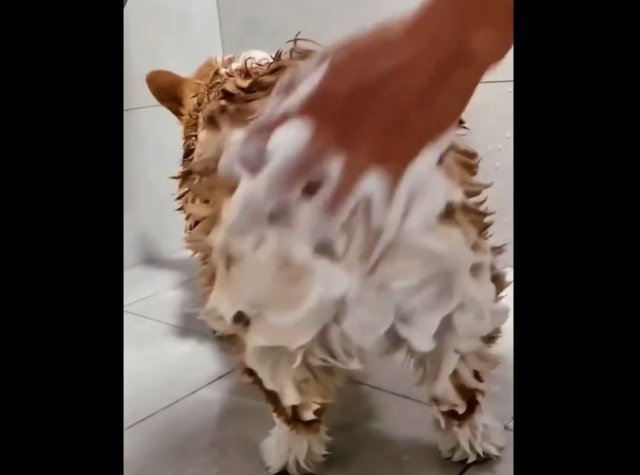 Как помыть корги