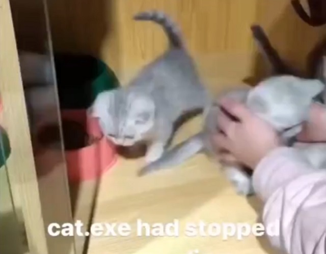 Котик.exe завис и не отвечает