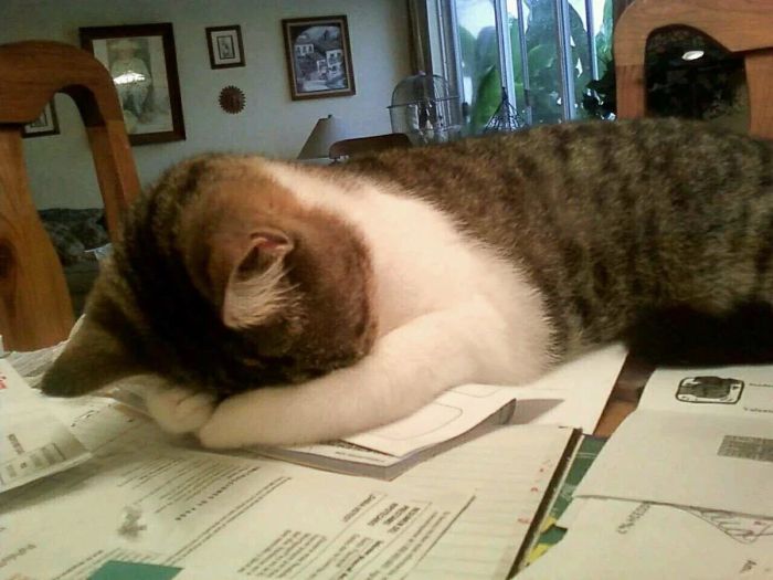 Можно ли научить говорить кота