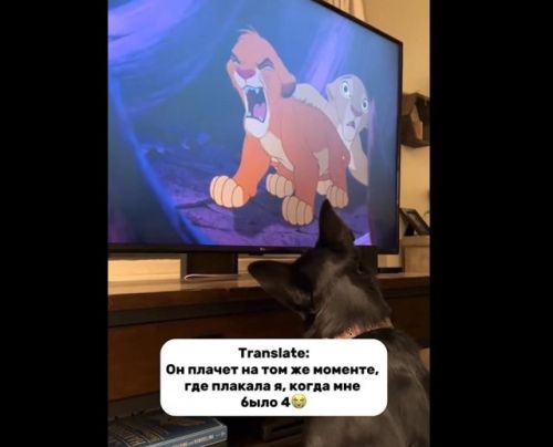 Собака плачет, смотря легендарную сцену из нашего детства