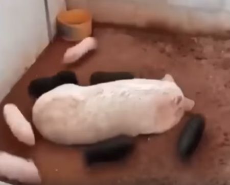 Весёлая карусель⁠⁠