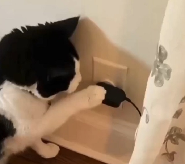 Умный кот, который один дома не пропадет