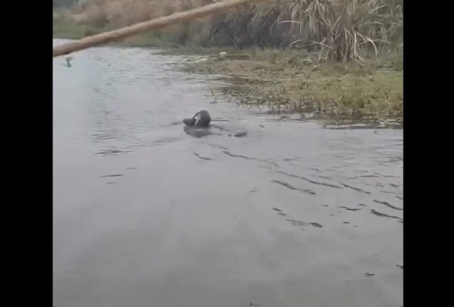 Китайский способ ловить рыбу на бакланов