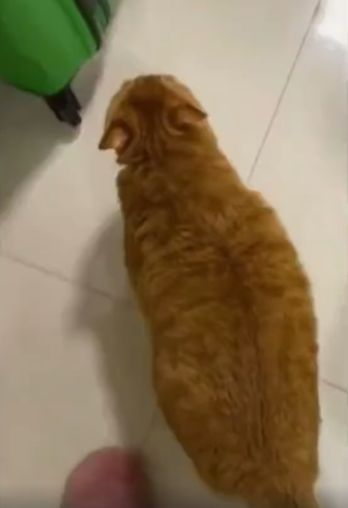 Кость пушистая⁠⁠