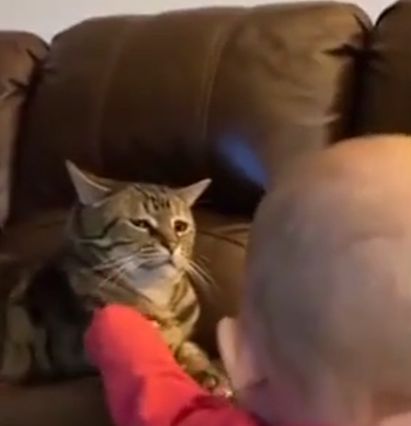 Сложно развидеть, какие матерные слова у кота во взгляде...