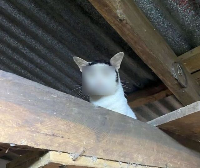 Внимание, кот-грузин