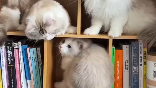 Сложные кошачьи взаимоотношения