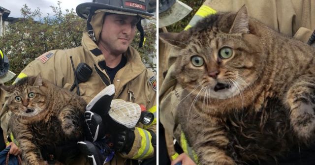 Очень эмоциональные пушистые физиономии животных