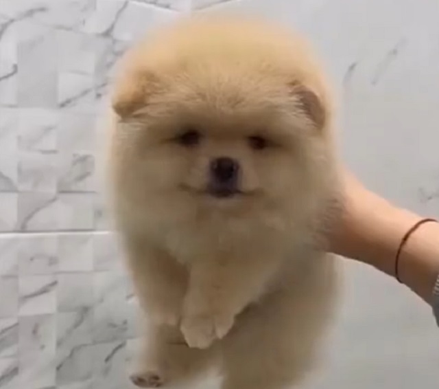 Забавные животные до и после мытья