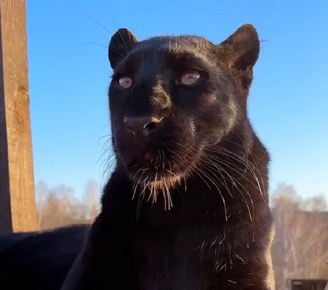 Все котики одинаковые