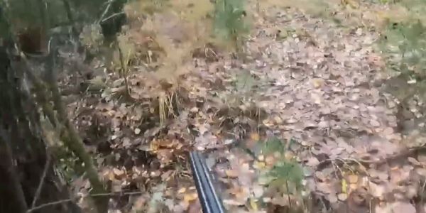 Неприятная встреча в лесу