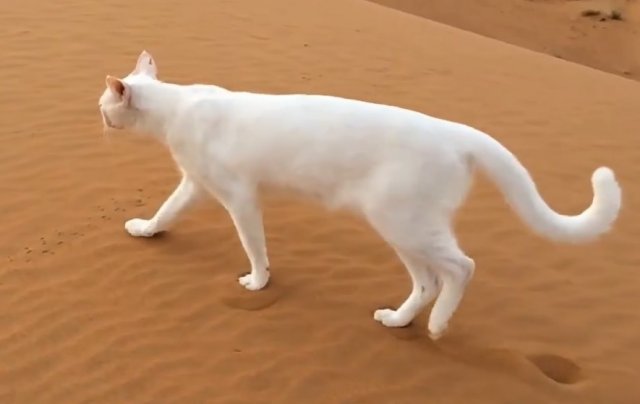 Бесшумные коты