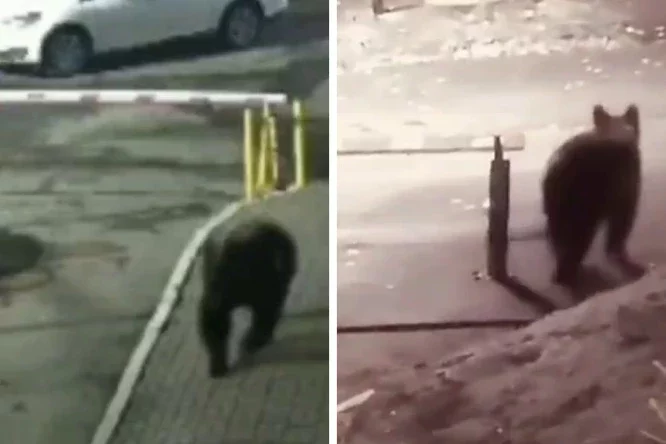 В центре Красноярска заметили медведя. Ночью он забежал во двор дома
