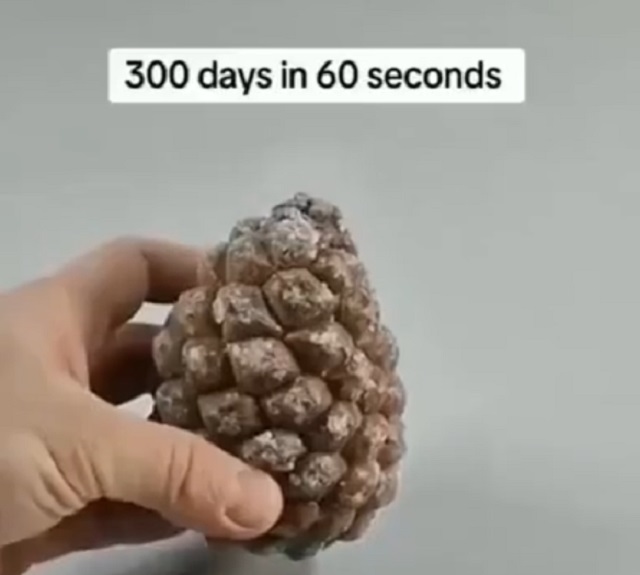 Триста дней из жизни маленькой шишки