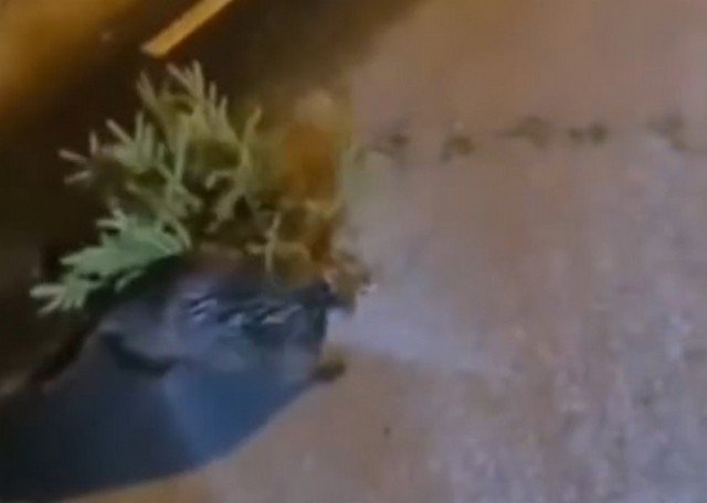 Водитель в Приморье пропустил бобра, который уже готовится
