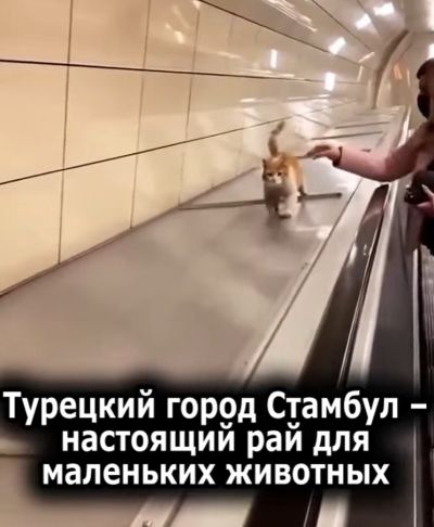 Идеальное место для животных