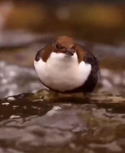 Как с гуся вода