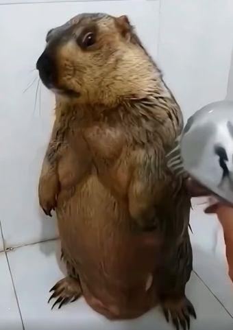 Просто моют сурка