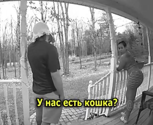 Папа не любит кошек