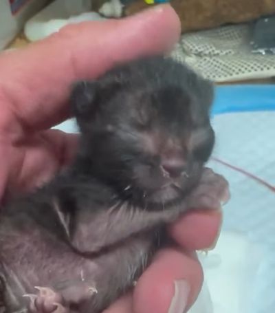 Вырастил котика⁠⁠