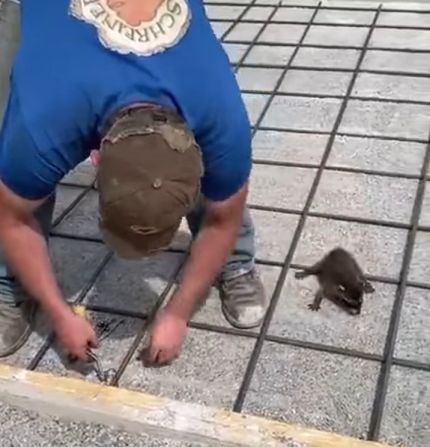 Товарищ енот