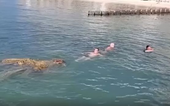 То, что казалось кучей мусора, на самом деле оказалось живой черепахой.⁠