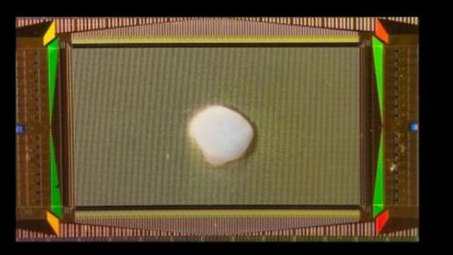 Ученые вырастили миниатюрный человеческий мозг, подключенный к компьютеру - он научился решать уравнения и отличать людей по голосу