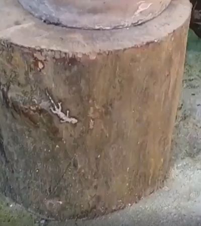 Муравьи уносят ящерицу в свой дом.⁠