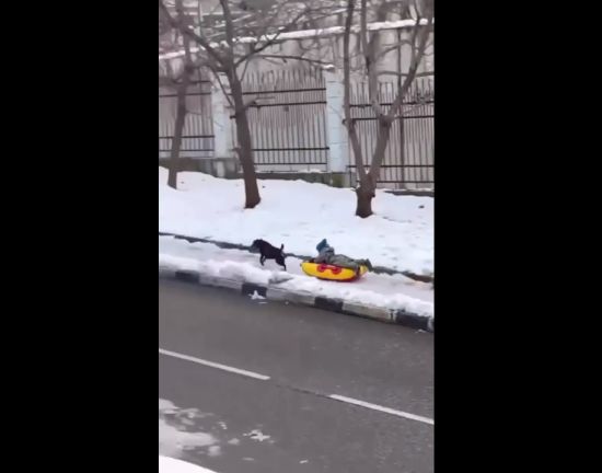 Когда жена попросила мужа прогуляться с собакой и сыном