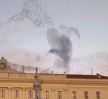 Симфония мурмурации