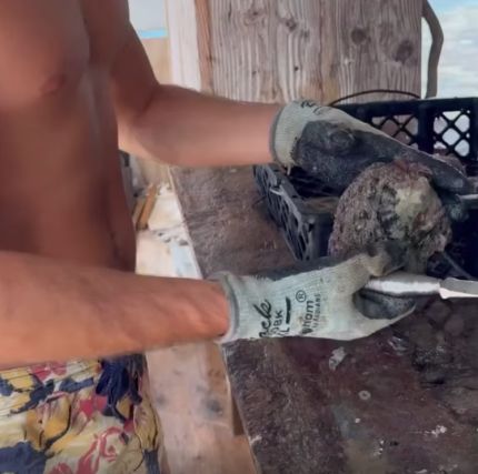 Добыча розового жемчуга из устрицы.⁠