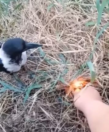 Захватывающая реакция