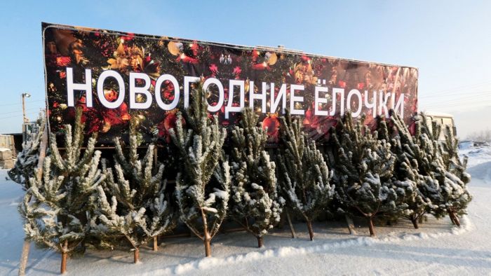 Как подобрать настоящую ель к Новому году