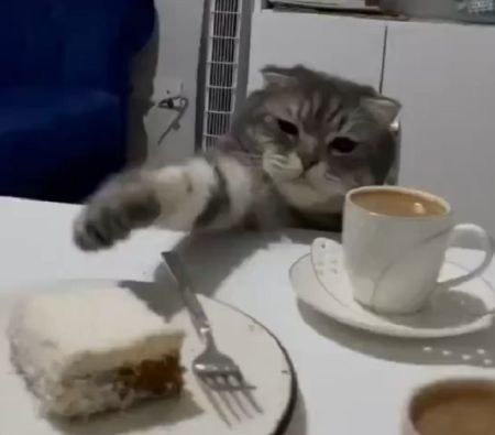 Котенок стремится дотянуться до сладкого пирожного