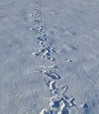 Странные отпечатки на ледяной поверхности