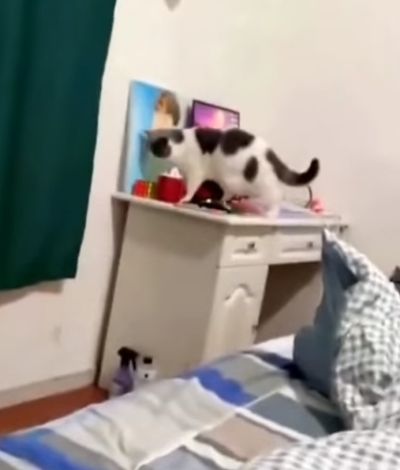 Кот - перфекционист