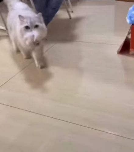 Котик приказал⁠⁠