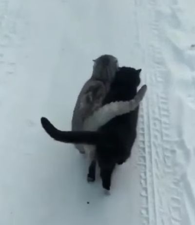 Хвостовство...⁠⁠