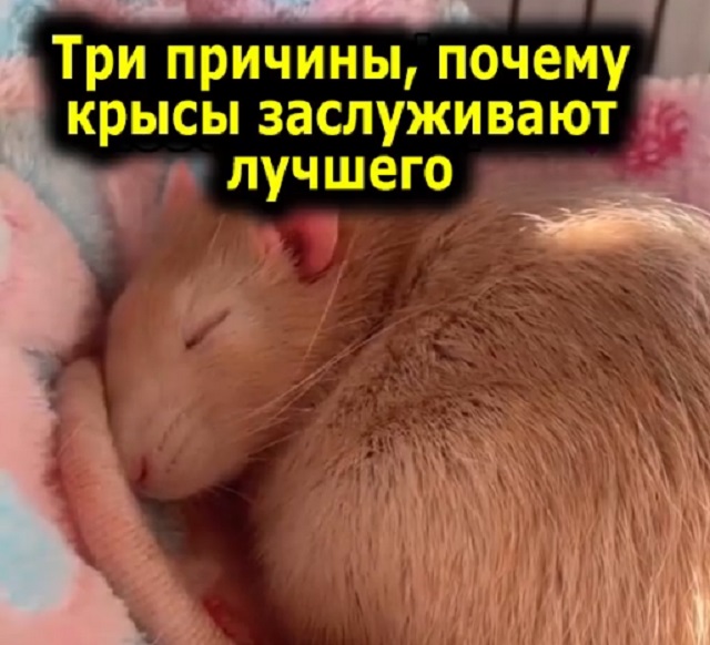 Три ключевых аргумента в пользу того, что крысы - отличные питомцы