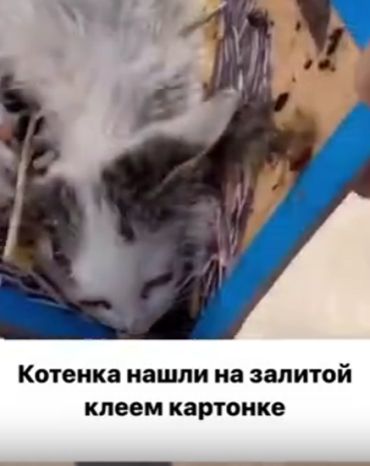 Спасение котенка
