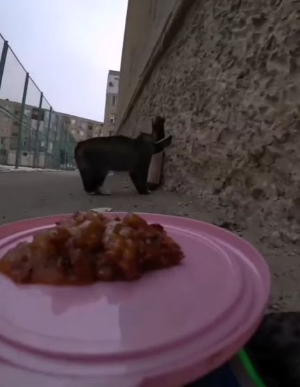 Тариф "кошачий"⁠⁠