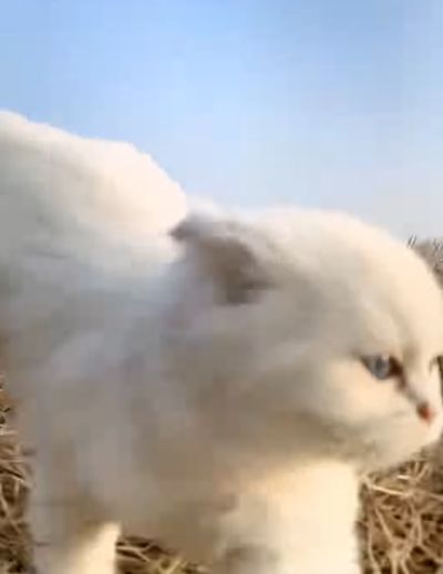 Котенок⁠⁠