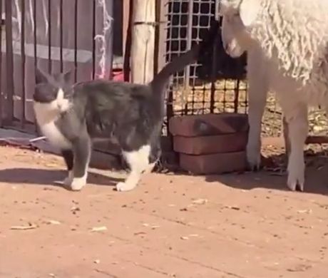 Кот заводит новых друзей⁠⁠